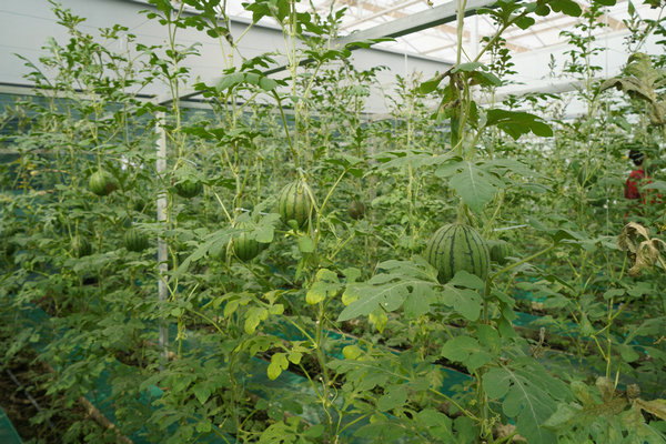 Kashgar's watermelon project yields sweet success