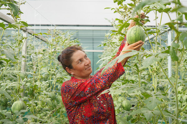 Kashgar's watermelon project yields sweet success