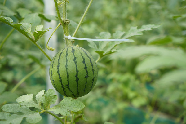 Kashgar's watermelon project yields sweet success