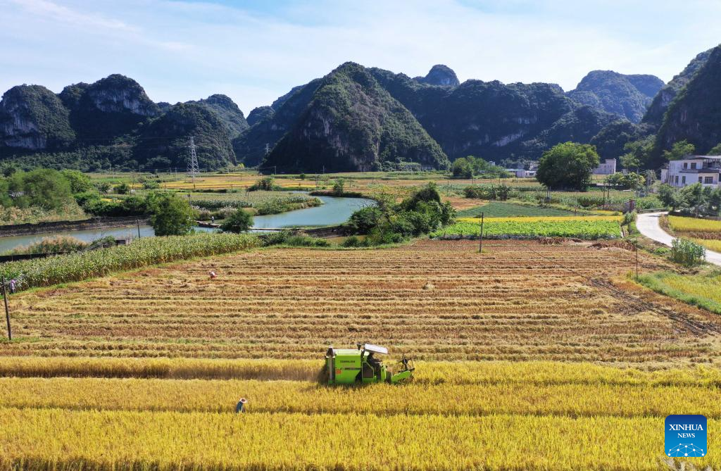 Harvest season of late rice begins in south China