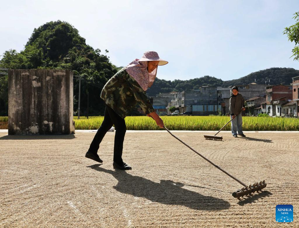 Harvest season of late rice begins in south China