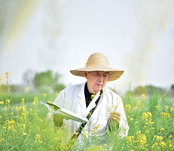 油菜院士，“花開”60年