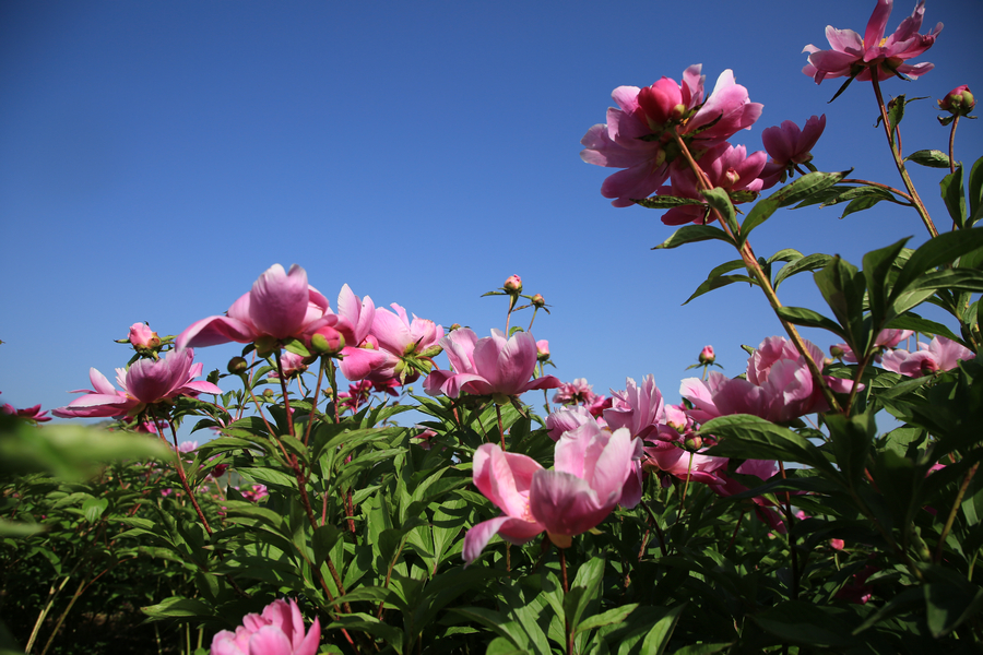 Peonies, flower deity of May blossom in China