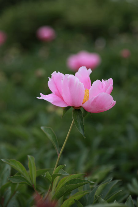 Peonies, flower deity of May blossom in China