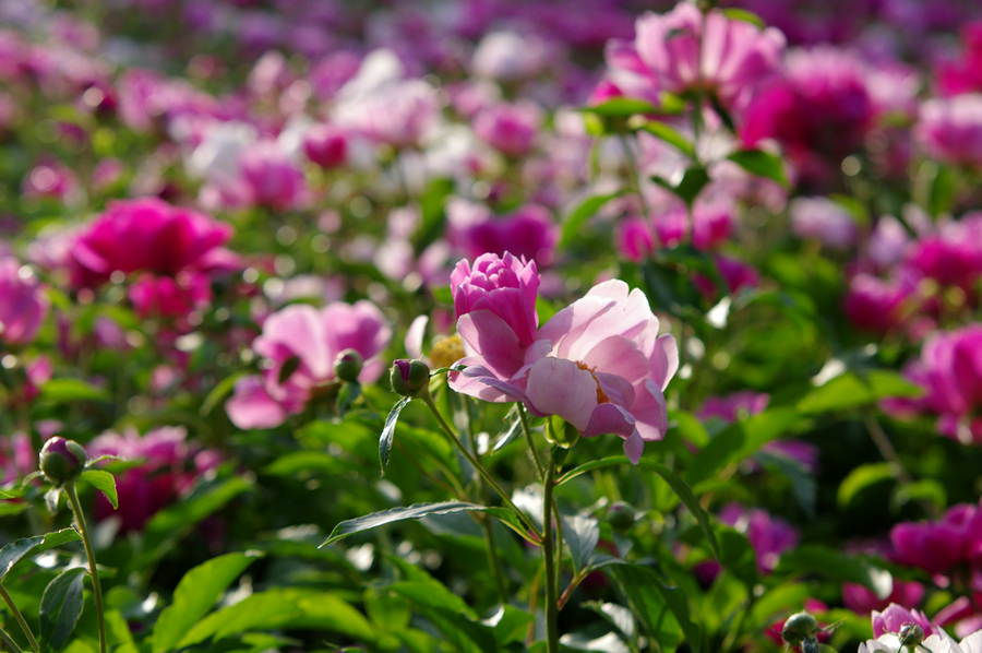 Peonies, flower deity of May blossom in China