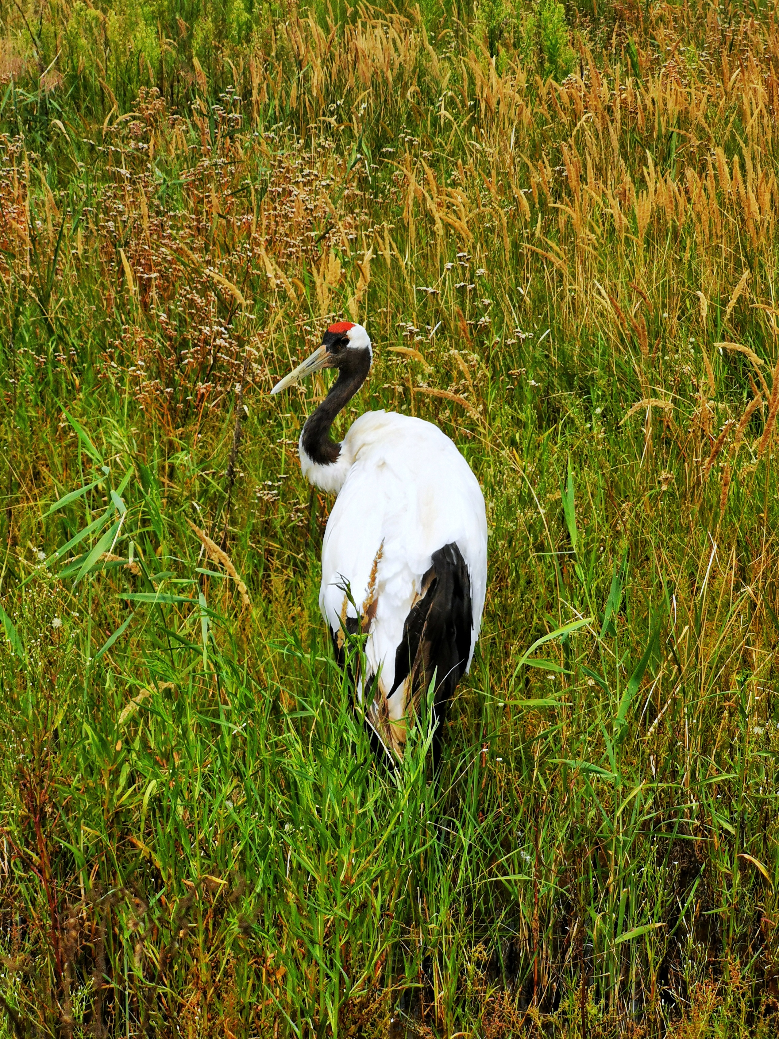 Migratory Bird Sanctuaries along the Coast of Yellow Sea-Bohai Gulf of China (Phase I)