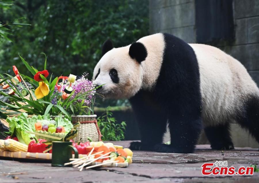 Group birthday party held for giant pandas in Sichuan