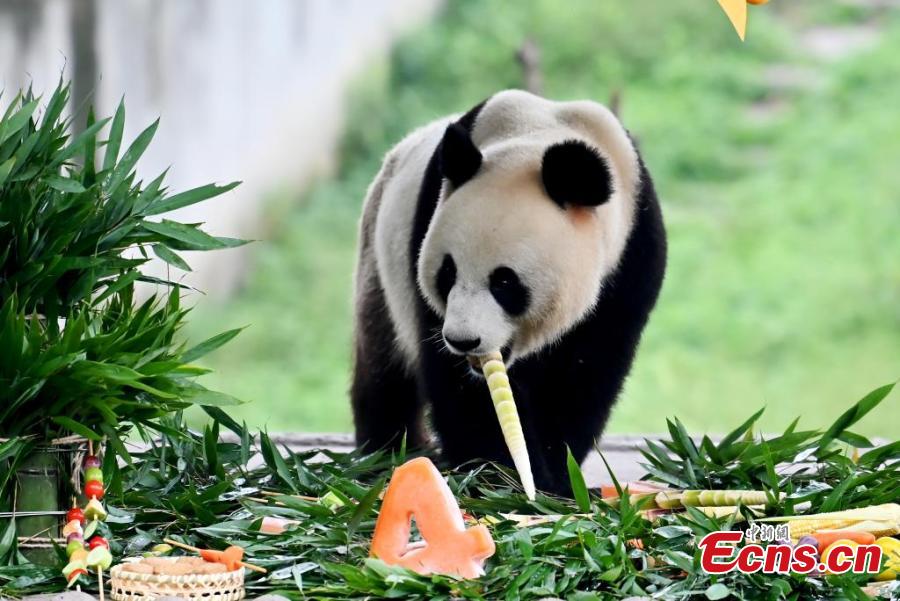 Group birthday party held for giant pandas in Sichuan