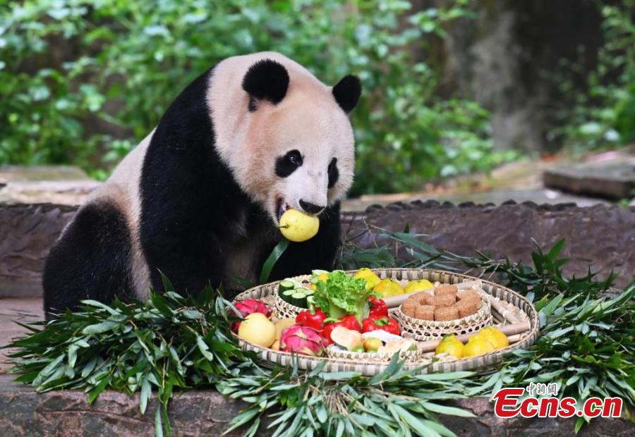 Group birthday party held for giant pandas in Sichuan