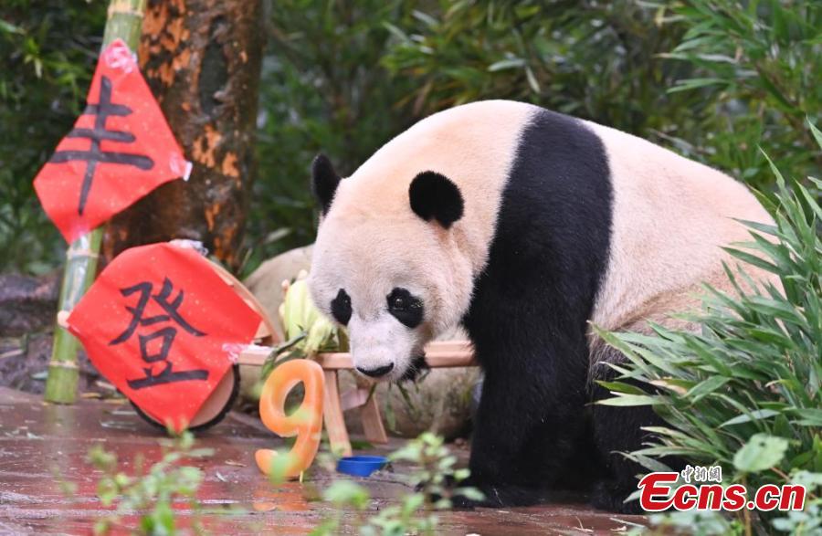 Group birthday party held for giant pandas in Sichuan