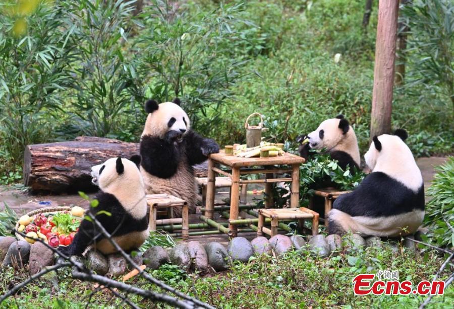 Group birthday party held for giant pandas in Sichuan