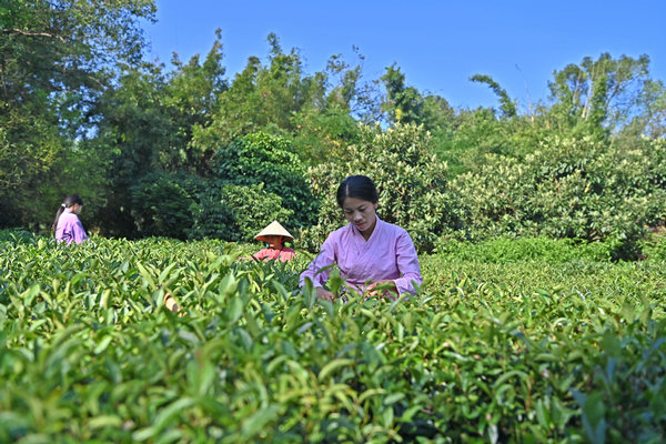 Inheritor of Gupa tea-making skills in China