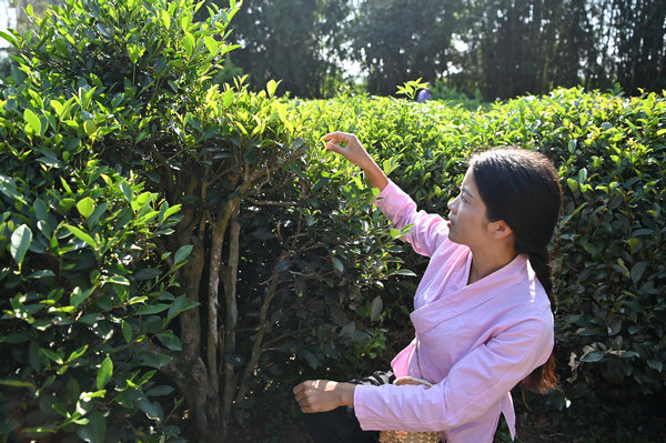 Inheritor of Gupa tea-making skills in China